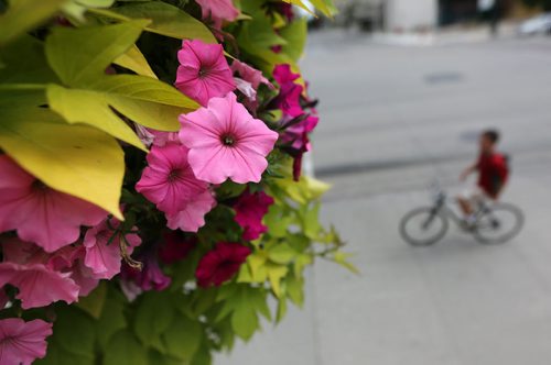 A cyclist rides beneath a hanging basket of flowers on Main Street in front of City Hall, Saturday, August 10, 2013. (TREVOR HAGAN/WINNIPEG FREE PRESS)
