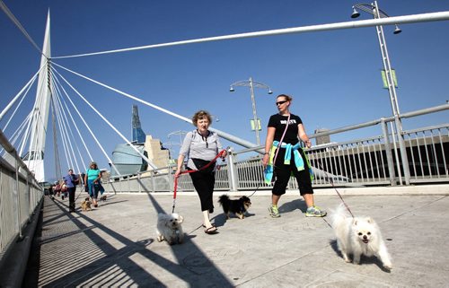 Members of the Out of the Doghouse Club walk their dogs across the Esplanade Riel Sunday morning. 130811 - August 11, 2013 Mike Deal / Winnipeg Free Press