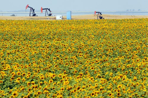 Brandon Sun 12082013 Pumpjacks operate in the distance beyond a field of sunflowers bordering Highway 3 between Boissevain and Deloraine on a hot Monday afternoon. (Tim Smith/Brandon Sun)