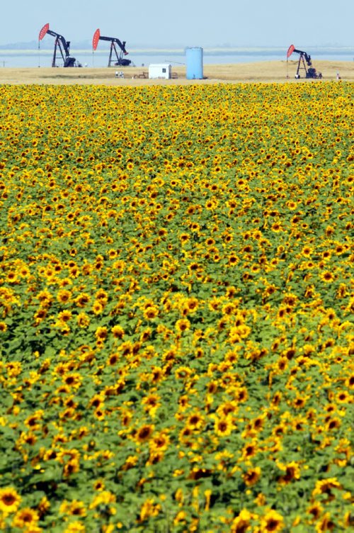 Brandon Sun 12082013 Pumpjacks operate in the distance beyond a field of sunflowers bordering Highway 3 between Boissevain and Deloraine on a hot Monday afternoon. (Tim Smith/Brandon Sun)