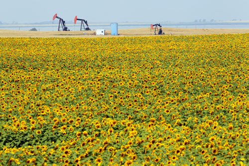 Brandon Sun 12082013 Pumpjacks operate in the distance beyond a field of sunflowers bordering Highway 3 between Boissevain and Deloraine on a hot Monday afternoon. (Tim Smith/Brandon Sun)