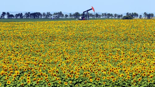 Brandon Sun 12082013 A pumpjack operates in the distance beyond a field of sunflowers bordering Highway 3 between Boissevain and Deloraine on a hot Monday afternoon. (Tim Smith/Brandon Sun)