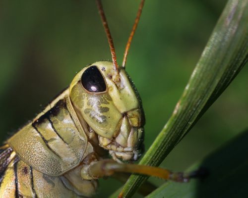 Crunch crunch-A colourful grasshopper hangs on a piece of grass Wednesday morning basking in the sun just south of Winnipeg Standup photo- August 14, 2013   (JOE BRYKSA / WINNIPEG FREE PRESS)