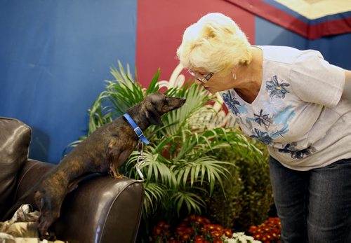 Brandon Sun 16082013 Luann Siemon of Ohio visits with Tulsa, a dachshund, during the Arabian & Half-Arabian Championship Horse Show at the Keystone Centre on Friday.  (Tim Smith/Brandon Sun)