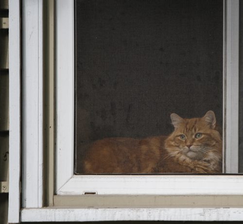 Sitting kitty. A cat looks out the window of its West End neighbourhood home on Saturday morning. It's a cloudy day ahead, with an expected high of 30 degrees and thundershowers this evening. Saturday, August 17, 2013. (JESSICA BURTNICK/WINNIPEG FREE PRESS)
