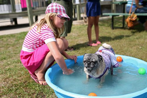Brandon Sun 18082013 Alex Shoemaker bathes Cocoa during Pug Fest! at the East End Community Centre on Sunday. The theme of this years Pug Fest! was The Beach.   (Tim Smith/Brandon Sun)
