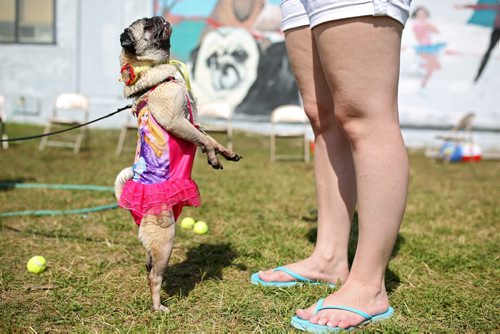 Brandon Sun 18082013 Tink, a pug, begs for some food while wearing a bathing suit during Pug Fest! at the East End Community Centre on Sunday.    (Tim Smith/Brandon Sun)