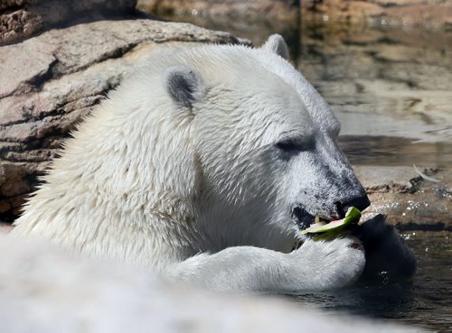 Hudon  cools off with some watermelon  and a dip his enclosure pool  in +30 temps .  Assiniboine Park Zoo held a Stay Cool Polar Party to cebrate Polar Bears like 2 year old Hudson .With zoo admission on Monday  the first 1000 people  got a fee stay cool button , face painting , laern about polar bear conservation  and research , take part in dunk tank  and visit with Hudson .  KEN GIGLIOTTI / Aug 19 2013 / WINNIPEG FREE PRESS