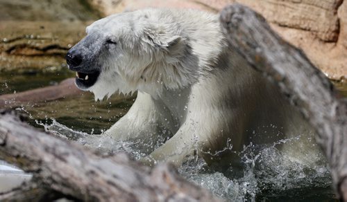 Hudson splashes around in his enclosure pool in the +30 heat -having    ferociously good time .  Assiniboine Park Zoo held a Stay Cool Polar Party to cebrate Polar Bears like 2 year old Hudson .With zoo admission on Monday  the first 1000 people  got a fee stay cool button , face painting , laern about polar bear conservation  and research , take part in dunk tank  and visit with Hudson .  KEN GIGLIOTTI / Aug 19 2013 / WINNIPEG FREE PRESS