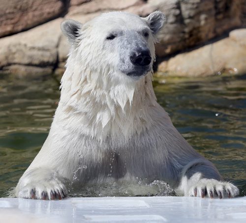 Hudson keeps cool in his enclosure pool -  Assiniboine Park Zoo held a Stay Cool Polar Party to cebrate Polar Bears like 2 year old Hudson .With zoo admission on Monday  the first 1000 people  got a fee stay cool button , face painting , laern about polar bear conservation  and research , take part in dunk tank  and visit with Hudson .  KEN GIGLIOTTI / Aug 19 2013 / WINNIPEG FREE PRESS