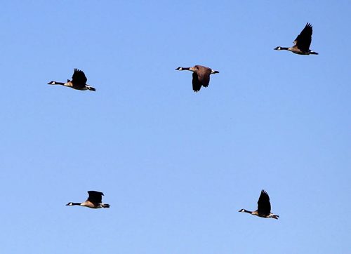 Some Canada Geese fly south just west of Winnipeg. This may be a sign that winter is coming. BORIS MINKEVICH / WINNIPEG FREE PRESS. August 20, 2013.
