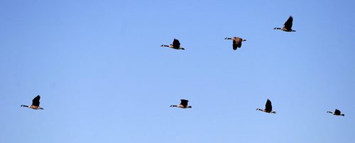 Some Canada Geese fly south just west of Winnipeg. This may be a sign that winter is coming. BORIS MINKEVICH / WINNIPEG FREE PRESS. August 20, 2013.