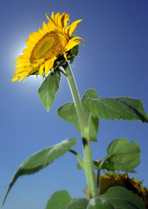 Brandon Sun A sunflower blossum stretches skyward in the afternoon sun in a field north of the Trabns-Canada Highway near Douglas, Man., on Tuesday afternoon. (Bruce Bumstead/Brandon Sun)