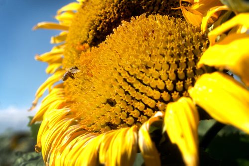 Brandon Sun A bee makes a landing on a sunflower head in a field north of the Trans-Canada Highway near Douglas, Man., on Tuesday afternoon. (Bruce Bumstead/Brandon Sun)