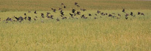 Brandon Sun Red-winged blackbirds take to the air from a grain field west of the city on Wednesday afternoon. (Bruce Bumstead/Brandon Sun)