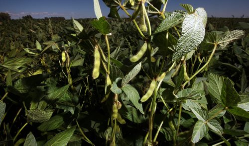 SOYBEANS, ripen in an interlake field Wednesday afternoon. See Murray McNeill story. August 21, 2013 - (Phil Hossack / Winnipeg Free Press)