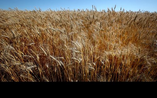 WHEAT, ripens in an interlake field Wednesday afternoon. See Murray McNeill story. August 21, 2013 - (Phil Hossack / Winnipeg Free Press)