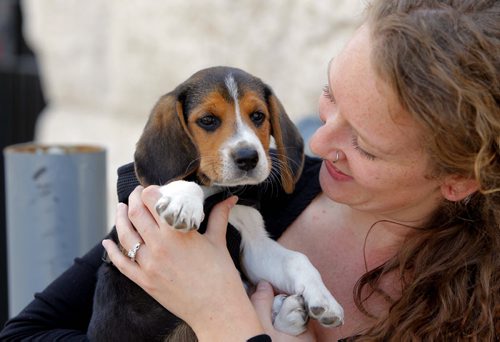 Lily, a 7 week old beagle, loves living down on the exchange. Her owner Chelsea Peters was caught on the street loving Lily up. BORIS MINKEVICH / WINNIPEG FREE PRESS. August 23, 2013