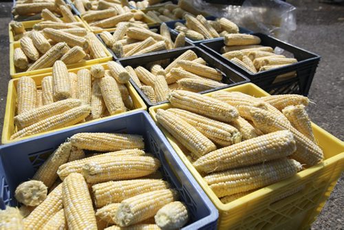 Freshly husked corn cobs await their turn to be boiled and served. Established in 1967, the Morden Corn and Apple Festival is the town's chief attraction, and is always held in the fourth week of August. Friday, August 23, 2013. (JESSICA BURTNICK/WINNIPEG FREE PRESS)