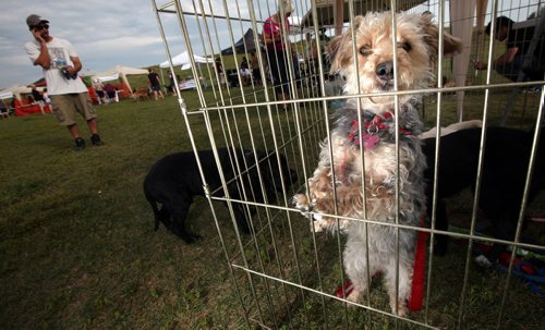 "Lucky" a tiny pooch up for adoption by the Manitoba Small Dog Rescue peers out at possibilities Monday afternoon. Dogs and dogs lovers gathered at the Kilcona Dog Park Monday afternoon as dog shelters food producers and rescues set up displays. See story/Release. August 26, 2013 - (Phil Hossack / Winnipeg Free Press)