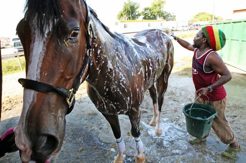 Keeping Cool-3 year old gilding iwasinthepool gets a  bubble bath Tuesday morning from groom Clair Monte Parris at the Corbel Stabiles at Assiniboia Downs-Standup Photo- August 27, 2013   (JOE BRYKSA / WINNIPEG FREE PRESS)