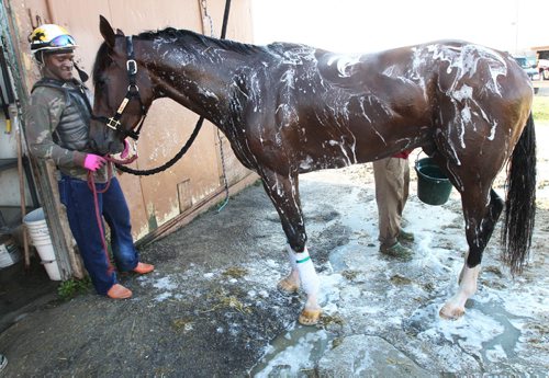 Keeping Cool-3 year old gilding iwasinthepool gets a  bubble bath Tuesday morning from groom Clair Monte Parris at the Corbel Stabiles as jockey Chris Husbands hangs on at Assiniboia Downs-Standup Photo- August 27, 2013   (JOE BRYKSA / WINNIPEG FREE PRESS)