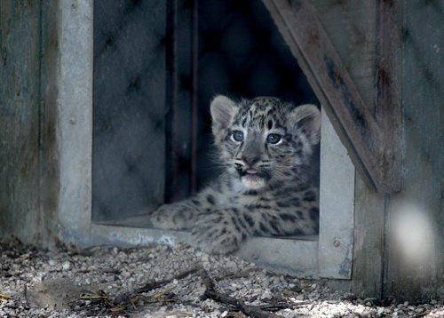 One of two Eight week old Snow Leopards were revealed to the public Tuesday at Assiniboine Park Zoo. The camera shy babies only came out of their den a couple of times during the day to greet the public. because of the heat.  August  27, 2013. Ruth Bonneville Winnipeg Free Press