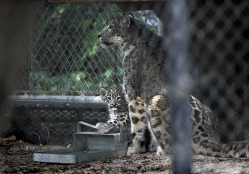 Eight week old Snow Leopards were revealed to the public  Tuesday at Assiniboine Park Zoo. The camera shy babies  only came out of their den a couple of times during the day to greet the public. because of the heat.   Baby leopard seen here with his mom Akar. August  27, 2013. Ruth Bonneville Winnipeg Free Press