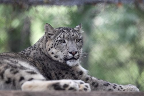 Eight week old Snow Leopards were revealed to the public  Tuesday at Assiniboine Park Zoo. The camera shy babies  only came out of their den a couple of times during the day to greet the public. because of the heat.  Picture of Mom only - Akar. August  27, 2013. Ruth Bonneville Winnipeg Free Press