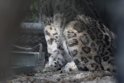Eight week old Snow Leopards were revealed to the public  Tuesday at Assiniboine Park Zoo. The camera shy babies  only came out of their den a couple of times during the day to greet the public. because of the heat.   Baby leopard seen here with his mom Akar. August  27, 2013. Ruth Bonneville Winnipeg Free Press