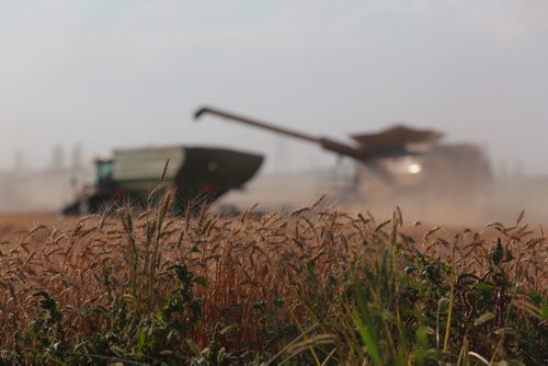 Brandon Sun Combines work to bring in the harvest from a field near the Brandon Hills on Tuesday evening. CROP REPORT WEATHER STATS HERE (Bruce Bumstead/Brandon Sun)