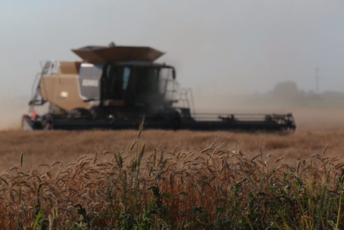 Brandon Sun Combines work to bring in the harvest from a field near the Brandon Hills on Tuesday evening. CROP REPORT WEATHER STATS HERE (Bruce Bumstead/Brandon Sun)