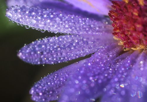 Morning dew on a tiny flower in Little Mountain Park Wednesday morning-The weatherman predicts a scorching high of 32C today with a slight cooling trend for the weekend - Standup Photo- August 28, 2013   (JOE BRYKSA / WINNIPEG FREE PRESS)