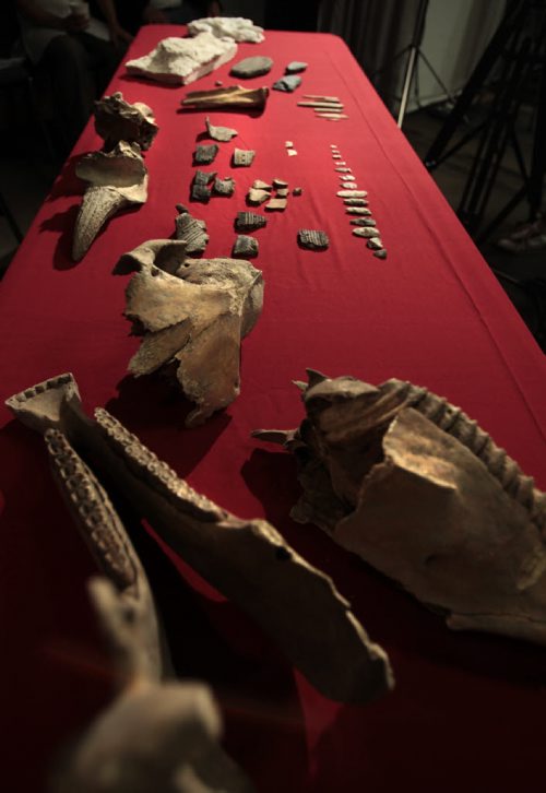 In foreground, the jaw bones and skull from a horse, pieces of pottery, arrow heads and bison horns were some of the items found during the archaeological excavations on display at the Canadian Museum for Human Rights  news conference releasing  the reports of archaeological work conducted between CMHR dig site November 2008  and 2012 at its construction site at The Forks.    Bart Kives story Wayne Glowacki / Winnipeg Free Press Aug. 28 2013