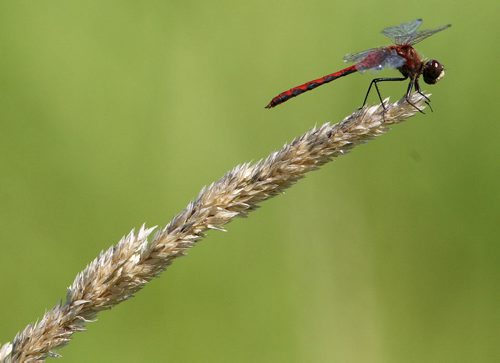 A dragonfly perched in the sunshine in Charleswood in Winnipeg Wednesday-Standup Photo- August 28, 2013   (JOE BRYKSA / WINNIPEG FREE PRESS)