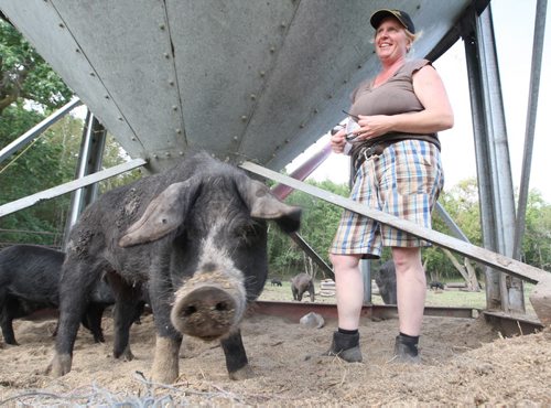 Pam Cavers at her farm near Pilot Mound Manitoba with their Mulefoot and Berkshire hogs- Yesterday their farm was raided by Provincial Health Inspectors seizing cured meats they make on the farm-See Bartley Kives story- August 29, 2013   (JOE BRYKSA / WINNIPEG FREE PRESS)