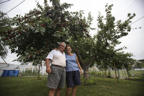 Angelo and Enza Gesualdo have a tree that has four different types of fruit growing on it: three are apple varieties (crab, portuguese and italian), and the other a type of pear. Enza's brother, Sylvio Carnavala, grafted the other fruit trees to the original crab apple tree, which is now about 35 years old. Thursday, August 29, 2013. (JESSICA BURTNICK/WINNIPEG FREE PRESS)