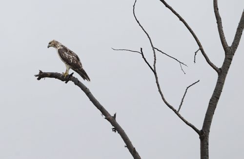 Brandon Sun A young hawk watches for prey from it's perch in a dead tree along the Trans-Canada Highway near Kemnay, Man., on Thursday morning. (Bruce Bumstead/Brandon Sun)