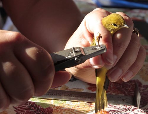 Green Page   A yellow warbler, one of the smallest birds in Canada with the longest migration: over 6,000 km is banded by Oak Hammock Marsh resident Naturalist Paula Grieef.  Alexandra Paul | Reporter Wayne Glowacki / Winnipeg Free Press Aug. 30  2013.