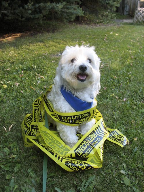 shot of Bogey wrapped up in caution tape. The tape actually says Caution: Party Scene, but it looks like real caution tape. ItÄôs for the Tuesday pet feature on the Yellow Dog Project, photo by Doug Speirs  Winnipeg Free Press
