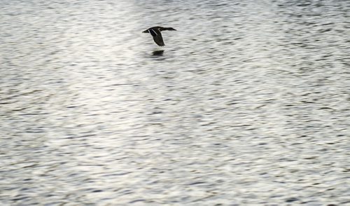 130901 Winnipeg - DAVID LIPNOWSKI / WINNIPEG FREE PRESS (September 01, 2013) A duck flies over a pond in south Winnipeg Sunday evening.