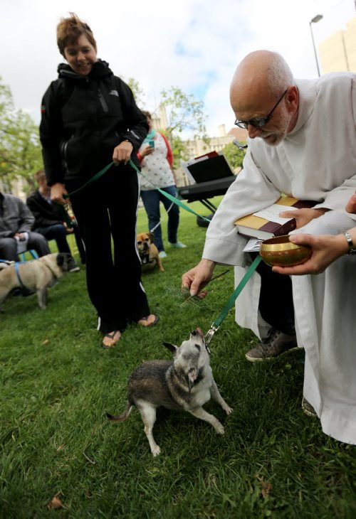 Grace Speight brought her Chihuahua, Odie, to Central Park to have him blessed by Pastor, Bill Millar, during a special service put on by Knox United Church, Sunday, September 1, 2013. (TREVOR HAGAN/WINNIPEG FREE PRESS)