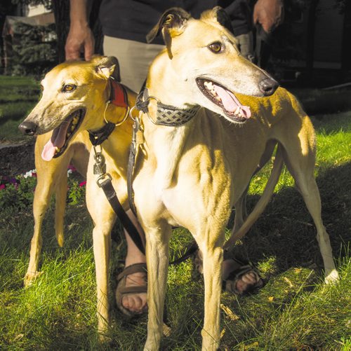 Canstar Community News Retired racers Millie (left) and Romy (right) enjoy their retirement in Wolseley by taking long walks and just resting. GAIL PERRY
