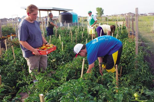 Canstar Community News Aug. 27, 2013 - Riley Howells picks tomatoes as Evan Evaniuk holds the box at the RCSCC #350 Transcona Sea Cadets gardens at Transcona Community Gardens. The tomatoes, and other vegetables planted by the organization, will be donated to Winnipeg Harvest. (DAN FALLOON/CANSTAR COMMUNITY NEWS/HERALD)