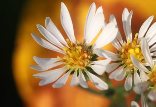 Tiny wild flowers bloom along Inkster Blvd just outside of Winnipeg Thursday morning-Standup Photo- Sept 05, 2013   (JOE BRYKSA / WINNIPEG FREE PRESS)