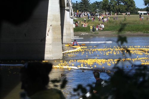 Earlier Saturday afternoon 15,000 yellow rubber ducks  waddled their way down the Assiniboine River to the Assiniboine Park foot bridge in the Great Manitoba Duck Race,  a fundraising endeavour to raise money for the Zoo. The race encountered a few glitches including a delayed start time due to wind and current as well as thousands of ducks escaping a floating barrier and heading eastbound toward the Forks.  But  there were enough ducks that made their way to a tunnel on the south side of the river bank where they were collected by organizers and pronounced the winners later to the ticket holders.  Workers try to contain the ducks inside the floating barrier under the footbridge.  Standup photo. Sept 07,, 2013 Ruth Bonneville Winnipeg Free Press