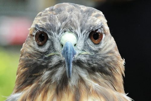 A Red Tailed Hawk eyes the camera while patiently sitting on display at the Wildlife Haven table during Cyclovia on Broadway Sunday afternoon.   130908 September 08, 2013 Mike Deal / Winnipeg Free Press