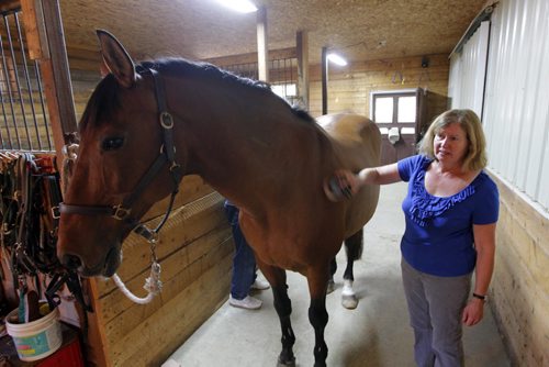 Robert and Liane Parker have horses and a horse arena close to Birds Hill Park. Photo taken inside with one of the horses. BORIS MINKEVICH / WINNIPEG FREE PRESS. Sept. 10, 2013