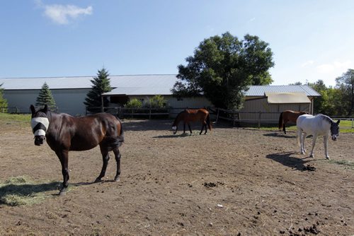 Robert and Liane Parker have horses and a horse arena close to Birds Hill Park. Photo of some of the horses in the yard.  BORIS MINKEVICH / WINNIPEG FREE PRESS. Sept. 10, 2013