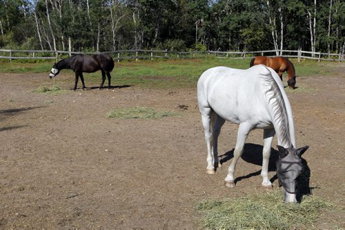 Robert and Liane Parker have horses and a horse arena close to Birds Hill Park. Photo of some of the horses in the yard.  BORIS MINKEVICH / WINNIPEG FREE PRESS. Sept. 10, 2013